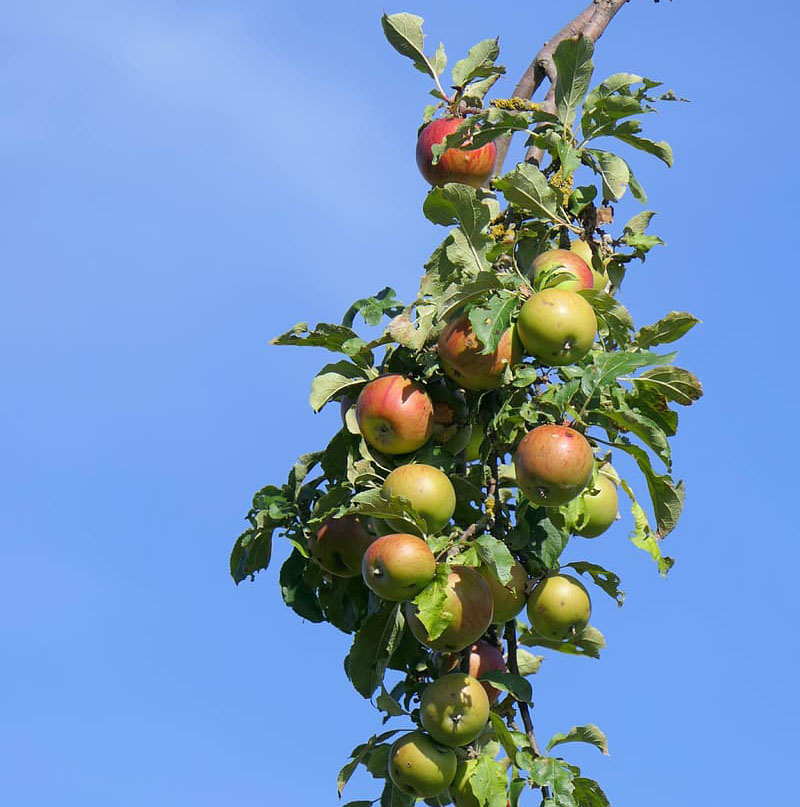 obrezovanje jablan in hrušk ter ostalega sadnega drevja