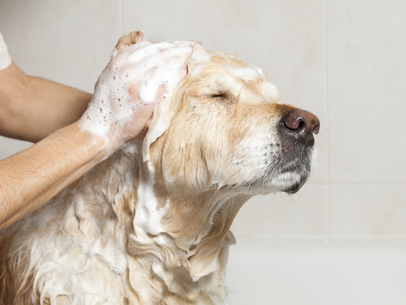 šampon za pse